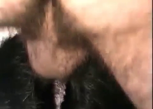 Dog's small anus is getting stretched in the POV vid