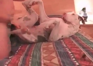 Dog's tight butthole is being pounded so freaking deep