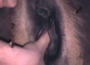 Zoophile is exploring animal's tight anal hole