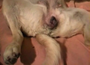 Dog is being pounded dirty in the animality scene