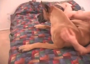 Retriever is getting an awesome head in the bedroom