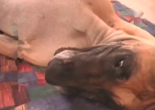 Retriever is getting an awesome head in the bedroom