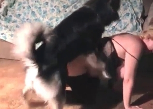 Husky is slowly smelling and licking her vagina