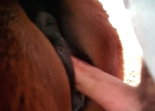 Tight anal hole of a horse in the hot animality vid
