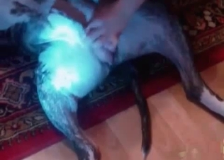 Enjoyable amateur porn with a doggy and zoophile