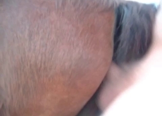 Watch him fucking this horse in the hot POV video