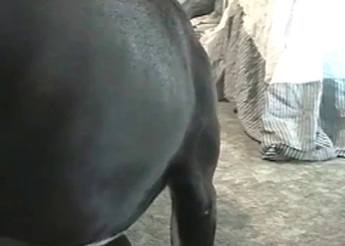 Muscled black hunter fucks a tight cunt in the missionary pose