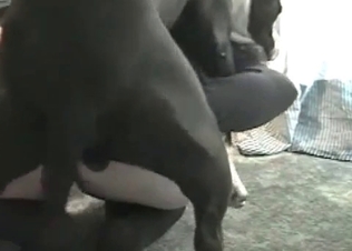 Muscled black hunter fucks a tight cunt in the missionary pose