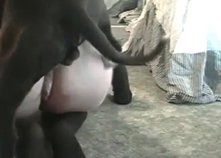 Muscled black hunter fucks a tight cunt in the missionary pose