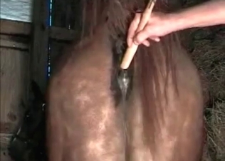 Hairy fat-ass male fucks with a farm animal from behind