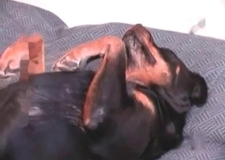 Relaxed black Doberman is waiting for a blowjob