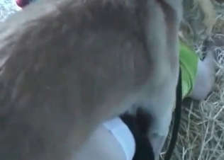 Farm girl is enjoying insane sex with a doggy