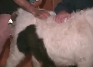 Farm animal sex with a dirty anal penetration