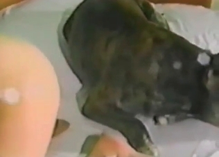 Dog with a huge tongue fucks a zoophile slut