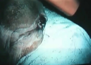 Tight hole of an animal is getting filled with cum