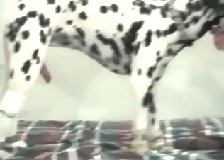 Dalmatian is sucking and fucking her snatch