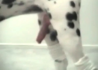 Dalmatian is sucking and fucking her snatch