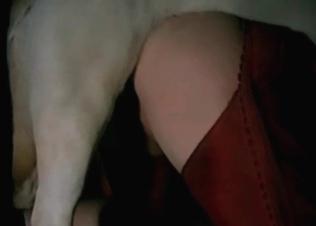Impressive amateur bestiality sex with a zoophile