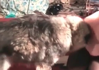 Fatty slut is being fucked hard by a nice husky