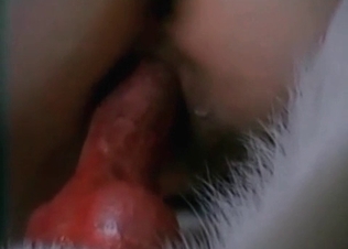 Cute zoophile is sitting on her doggy's hard dick