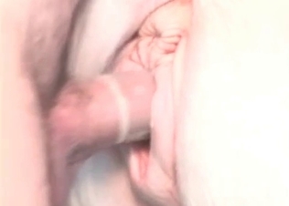 Animal's tight anus is so freaking comfortable