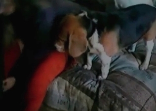 Two dogs are enjoying crazy zoophilia action