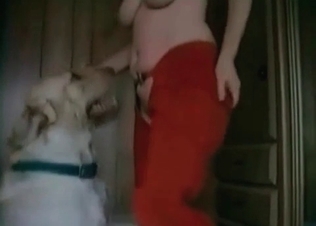 Two dogs are enjoying crazy zoophilia action
