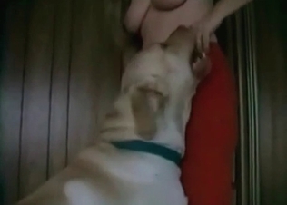 Two dogs are enjoying crazy zoophilia action