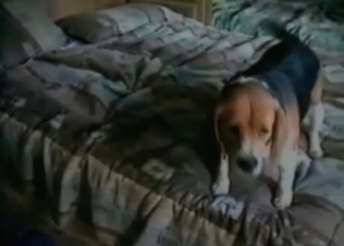 Two dogs are enjoying crazy zoophilia action