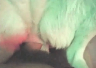 Doggy's pink anus is being drilled in the POV video