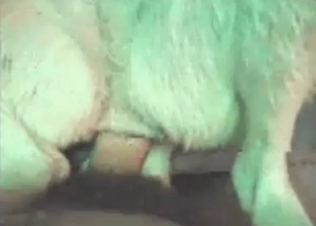 Doggy's pink anus is being drilled in the POV video