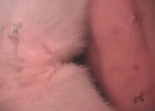 Sweet anal penetration in the zoophile movie