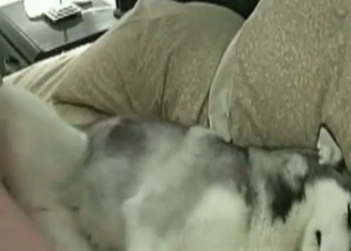 Nasty zoophilia action in the close up zoo porn video