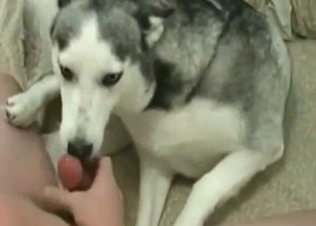 Nasty zoophilia action in the close up zoo porn video