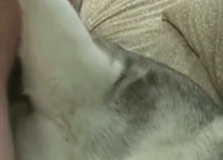 Nasty zoophilia action in the close up zoo porn video