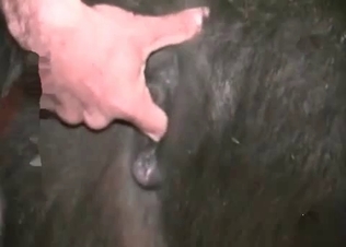 Perverted farm sex action with a zoophile