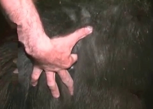 Perverted farm sex action with a zoophile