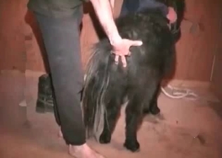 Perverted farm sex action with a zoophile