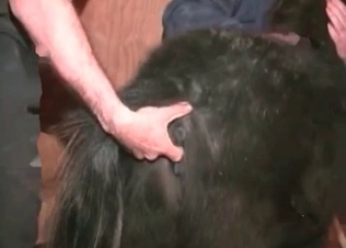 Perverted farm sex action with a zoophile