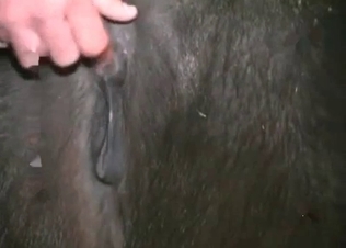 Perverted farm sex action with a zoophile