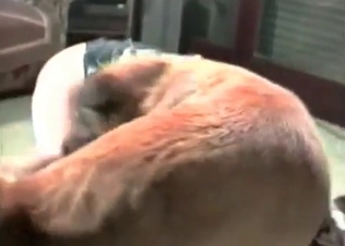 Insanely crazy action with an awesome doggy