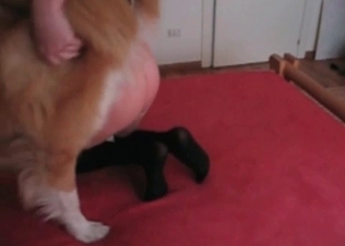 Filthy amateur bestiality with a stunning blonde