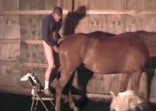 Male with a huge dick fucks a horse in the asshole