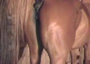 Male with a huge dick fucks a horse in the asshole