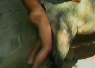 Animal's tight anal hole is being fucked deep and hard