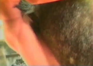 Animal's tight anal hole is being fucked deep and hard