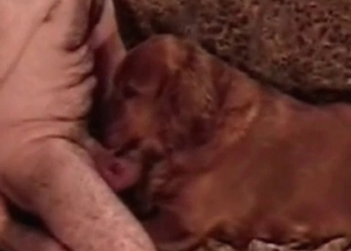 Cute Beagle is licking and sucking a hot dong