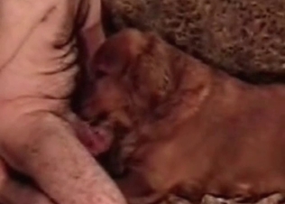 Cute Beagle is licking and sucking a hot dong