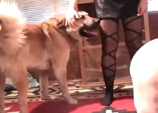 Retriever drills her little twat so freaking hot