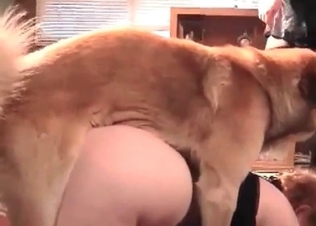 Retriever drills her little twat so freaking hot